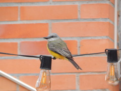 Tyrannus melancholicus