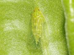 Kallitaxila granulata