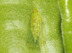 Kallitaxila granulata