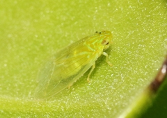 Kallitaxila granulata