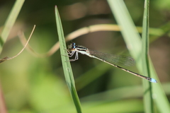 Argentagrion ambiguum