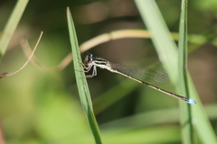 Argentagrion ambiguum