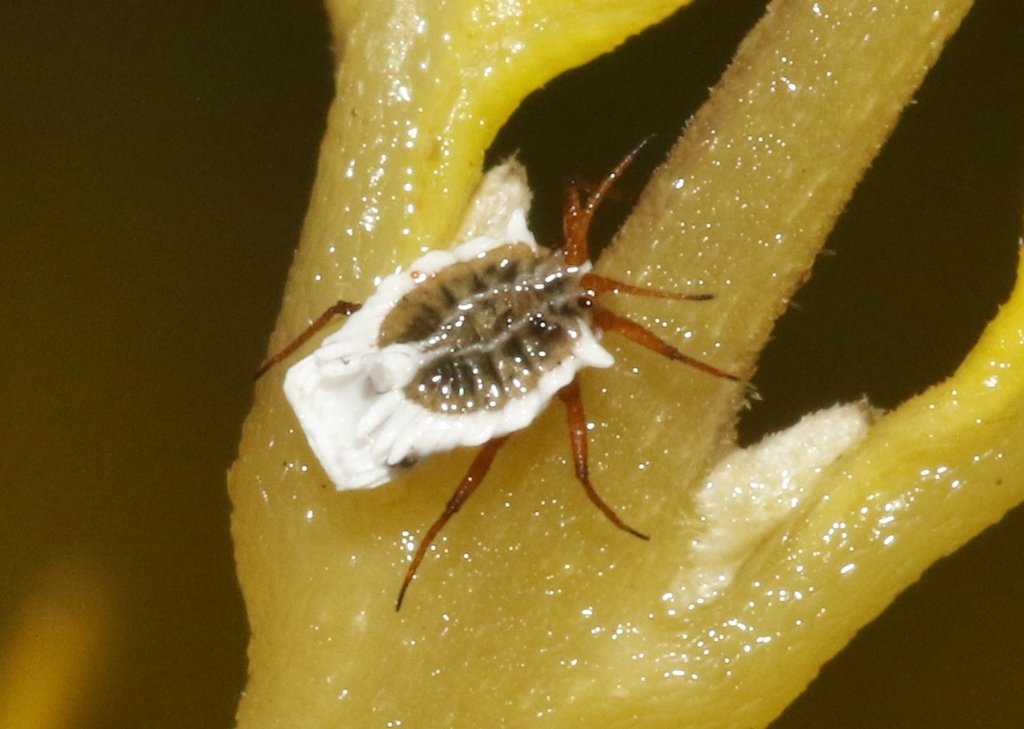 Insignorthezia