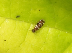 Ectopsocus fullawayi