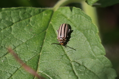Disonycha bicarinata