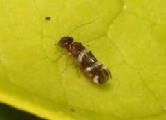Ectopsocus fullawayi