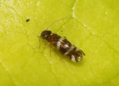 Ectopsocus fullawayi