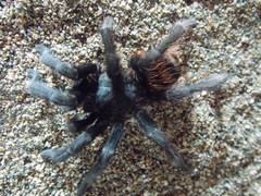 Dugesiella anitahoffmannae