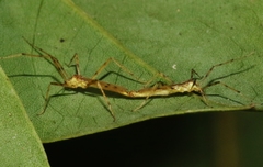 Styringomyia didyma