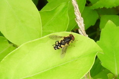 Parhelophilus flavifacies