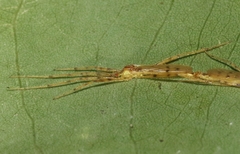 Styringomyia didyma