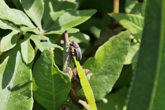 Eudiagogus episcopalis