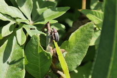 Eudiagogus episcopalis