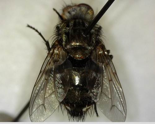 iNaturalist observation photo of Bot Flies, Blow Flies, and Allies