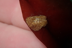 Pseudoceros canadensis