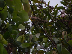 Myiozetetes cayanensis