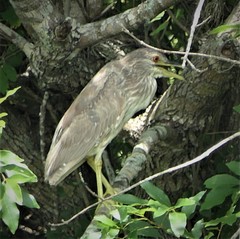 Nycticorax nycticorax image