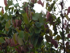 Coereba flaveola