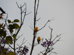 Sicalis flaveola