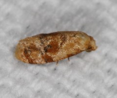 Cochylis bucera