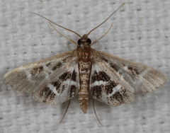 Diasemiodes janassialis
