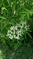 Sambucus canadensis