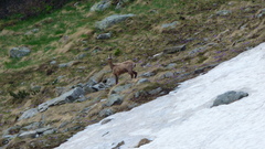 Rupicapra rupicapra balcanica