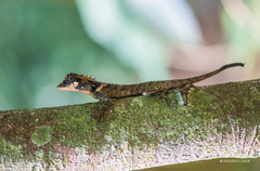 Elliot's Forest Lizard photo 4