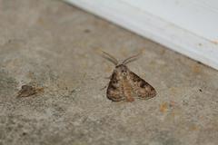 Agrotis clavis