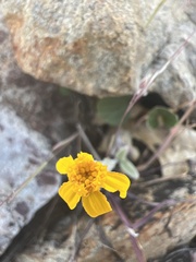 Eriophyllum congdonii