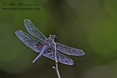 Celithemis martha