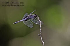 Celithemis martha
