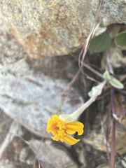 Eriophyllum congdonii