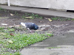 Columba livia domestica