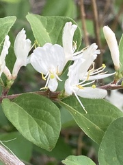 Lonicera maackii