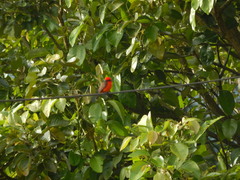 Pyrocephalus rubinus