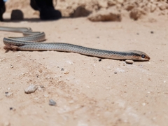 Salvadora deserticola