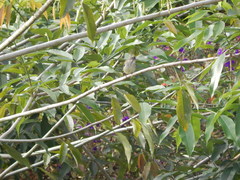 Elaenia flavogaster