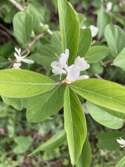 Lonicera maackii