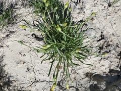 Stenotus armerioides