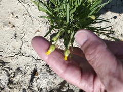 Stenotus armerioides