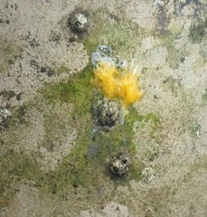 Gastropoda