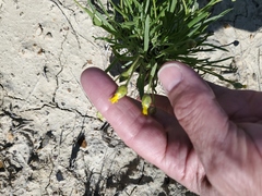 Stenotus armerioides