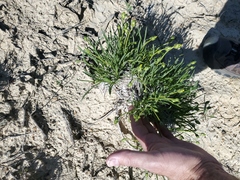 Stenotus armerioides