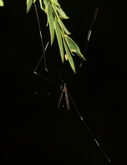 Trentepohlia australasiae