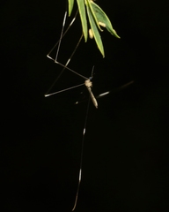 Trentepohlia australasiae