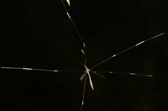 Trentepohlia australasiae