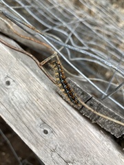 Malacosoma constricta