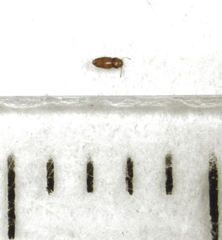 Ptinella taylorae