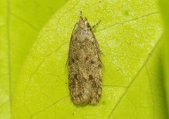 Stoeberhinus testaceus